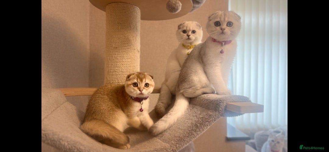 Scottish Fold cats for sale: Beautiful TICA-Reg Scottish Fold Girls - Advert 19