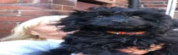 Cavapoo dogs for sale: ❗️REDUCED❗️ready to go 1 GIRL LEFT! black cavapoos - Advert 10