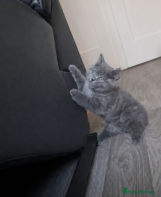 British Shorthair cats LAST BOY READY TO LEAVE British Shorthair Blue  - Advert 1