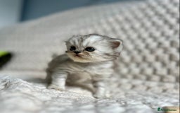 Persian cats for sale: 4 Beautiful Pure Persian Kittens PKD Neg - Image 11