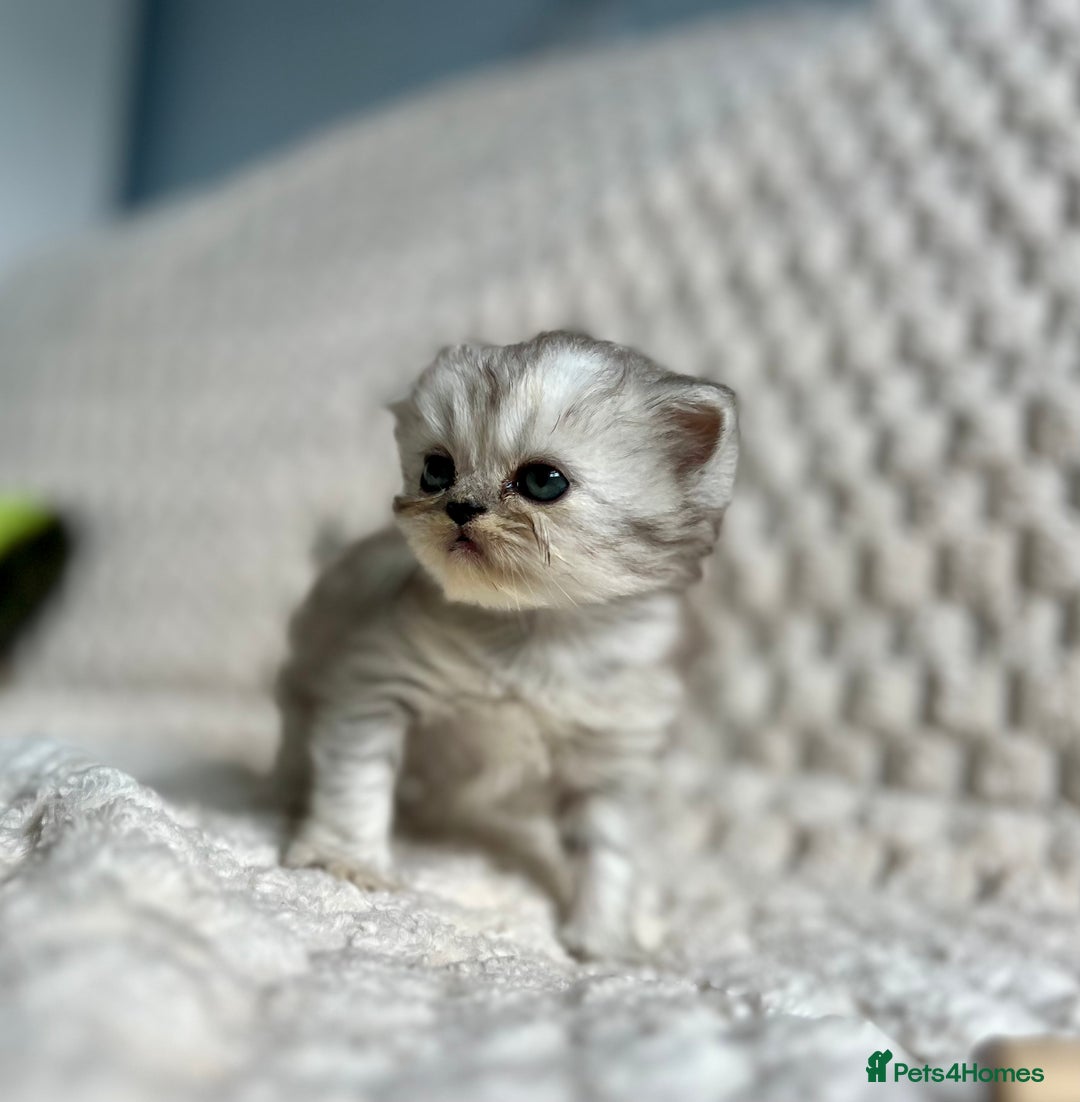 Persian cats for sale: 4 Beautiful Pure Persian Kittens PKD Neg - Image 11