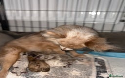 Pomchi dogs for sale: 3/4 Pomeranian 1/4 chihuahua  rainbow litter - Image 3