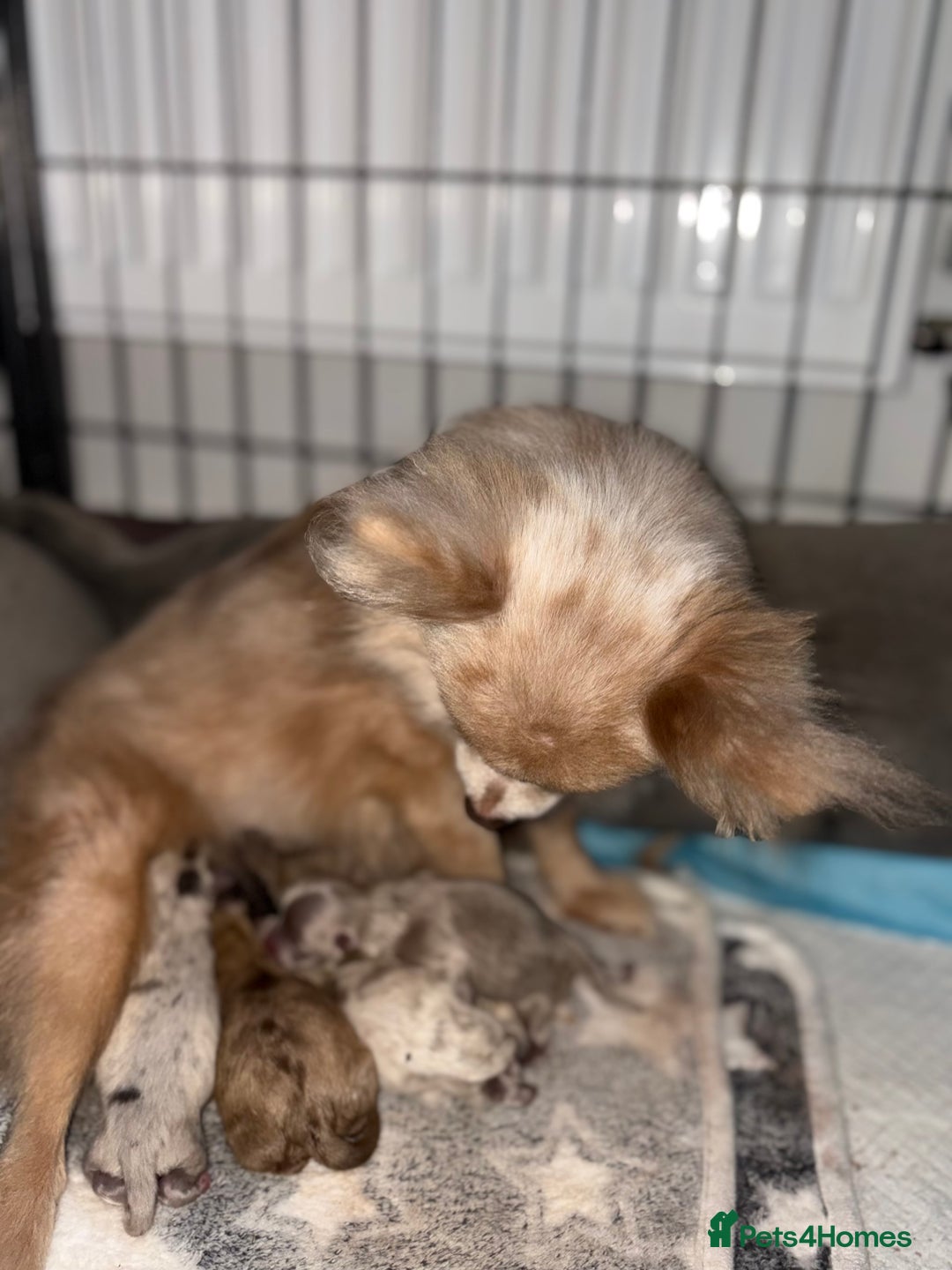 Pomchi dogs for sale: 3/4 Pomeranian 1/4 chihuahua  rainbow litter - Image 3