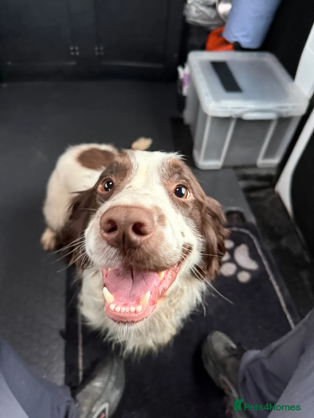 English Springer Spaniel dogs for sale: 19 Month Old Springer Spaniel in Leicester - Advert 2