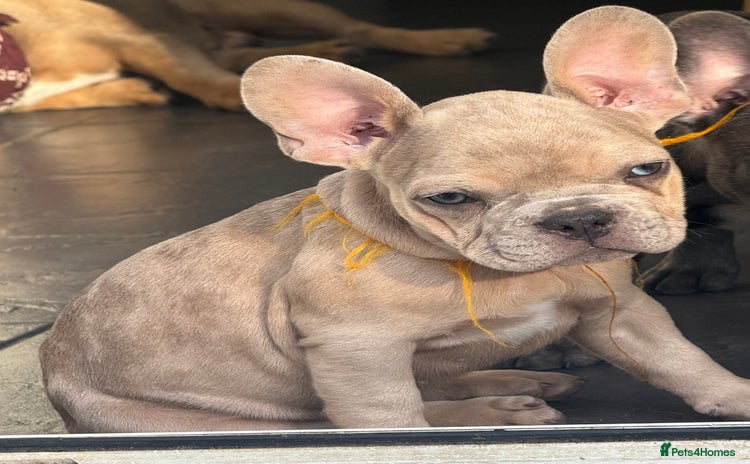 French Bulldog dogs - Advert 14