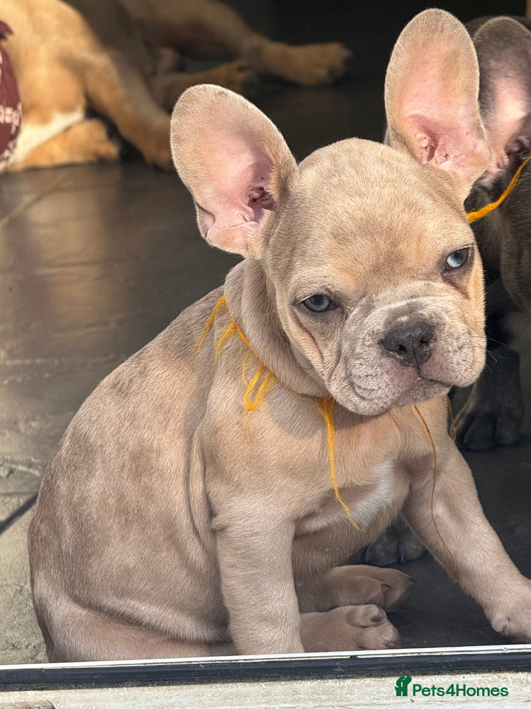 French Bulldog dogs for sale: Adorable Fresh Bulldogs🤍 - Image 1