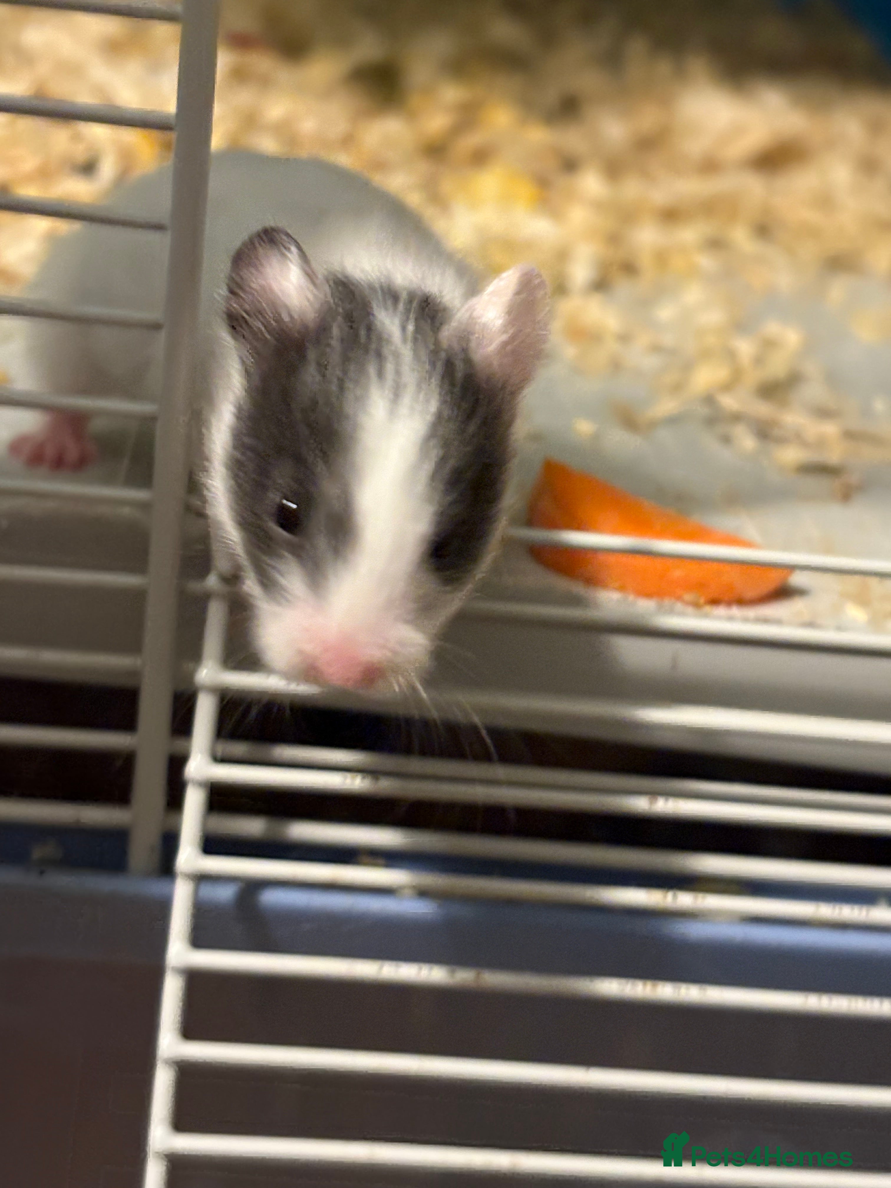 Hamster rodents Baby hamsters for sale - Advert 14