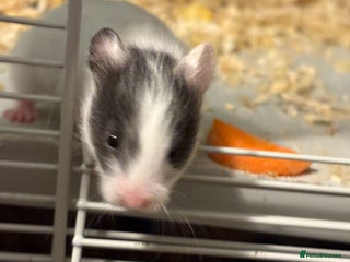 Hamster rodents Baby hamsters for sale - Advert 14