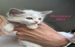 Ragdoll cats for sale: Ragdoll Kittens Ready Now. Mink - Image 3