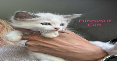 Ragdoll cats - Advert 6