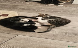 Mixed Breed cats for sale: Beautiful friendly kitties 💖 ready for homes 💕 - Image 7