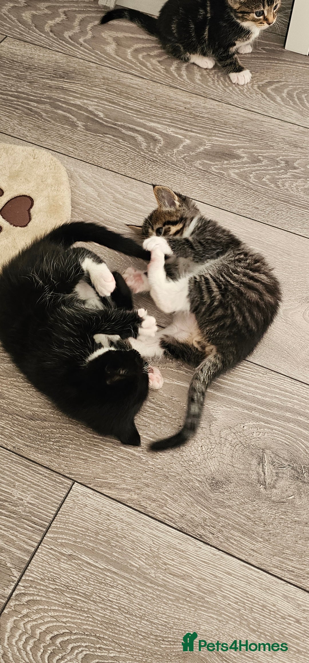 Mixed Breed cats for sale: Beautiful friendly kitties 💖 ready for homes 💕 - Image 7