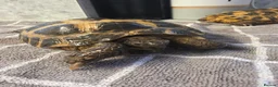 Tortoise reptiles for sale: 2 Russian Tortoises  - Advert 5