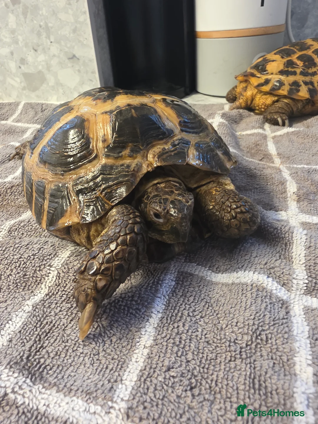 Tortoise reptiles for sale: 2 Russian Tortoises  - Advert 5