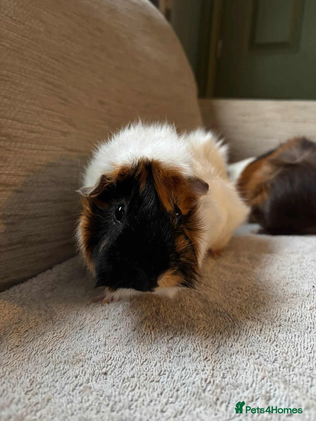 Guinea Pig rodents for sale: male guinea pigs  - Advert 4