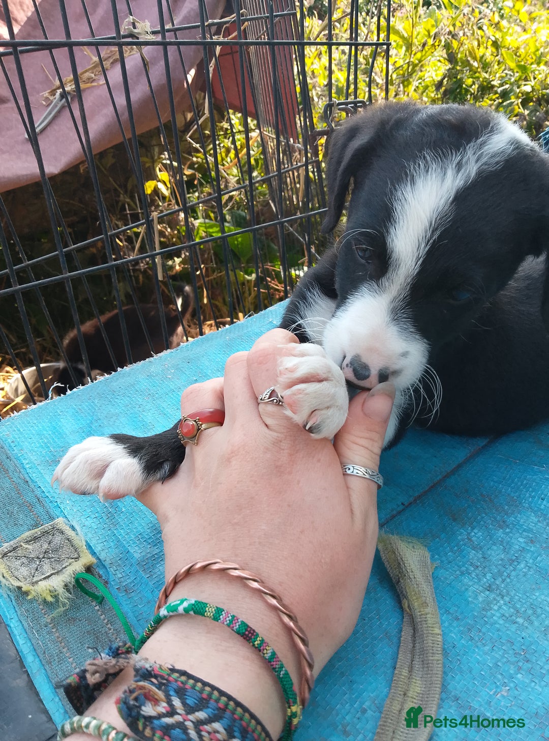 Border Collie dogs for sale: Border collie pups  - Image 4