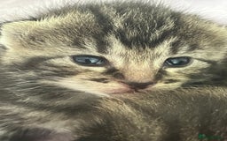 British Shorthair cats for sale: Lovely kittens - Image 11
