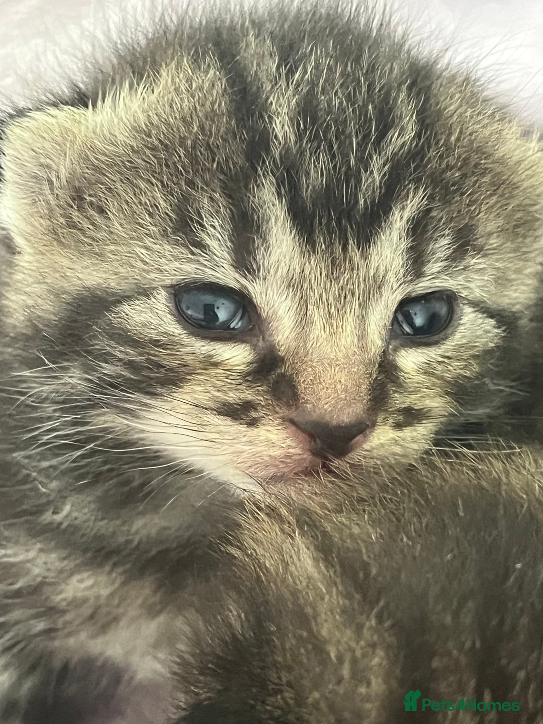 British Shorthair cats for sale: Lovely kittens - Image 11