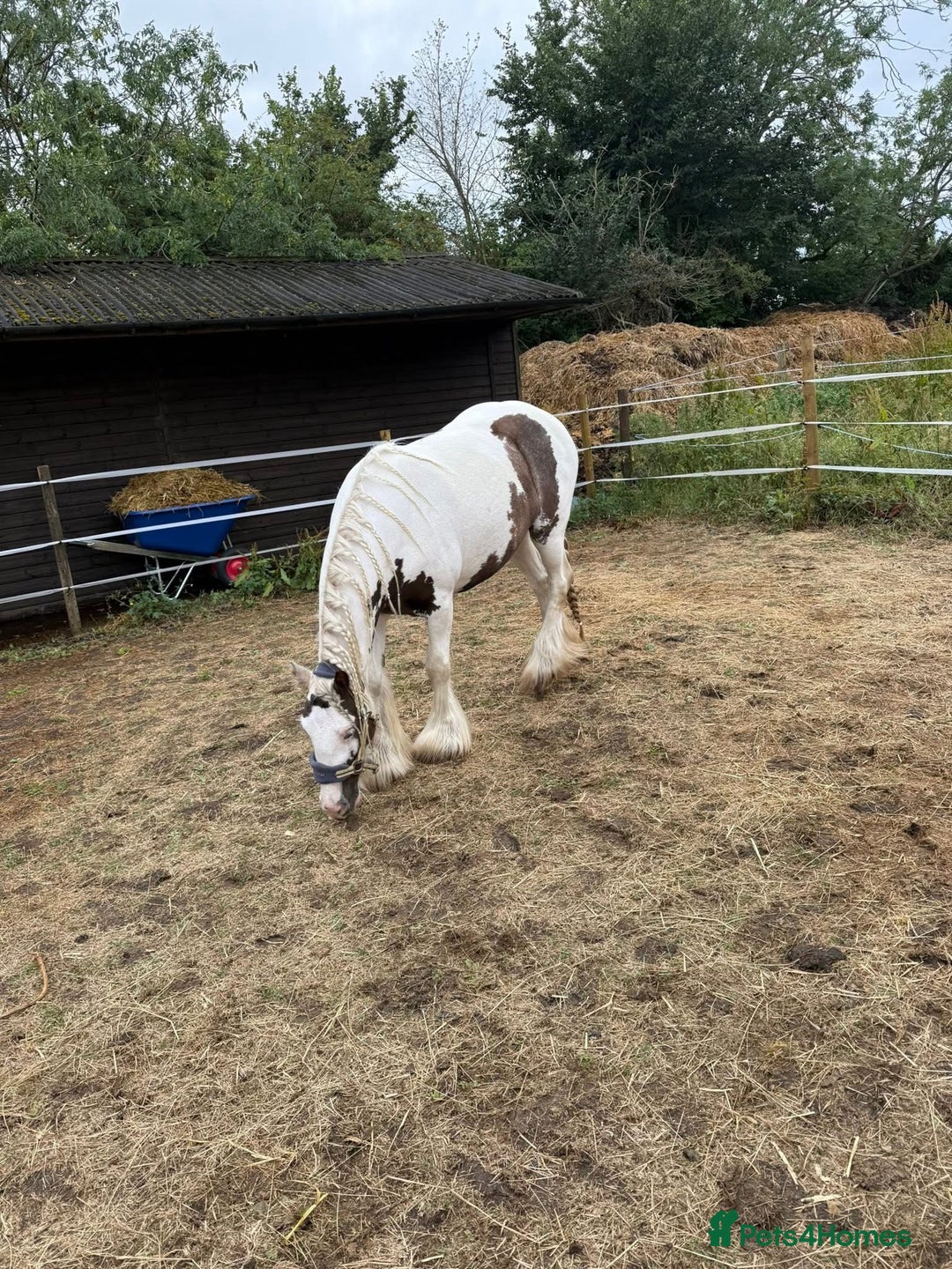 Irish Cob horses for sale: 2 year old cob - Image 3