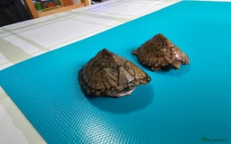 Turtle reptiles for sale: 2x Razorback baby turtles , 2x common musk turtles - Image 1