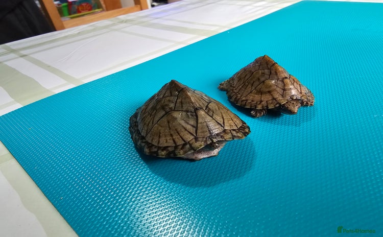 Turtle reptiles - Advert 14