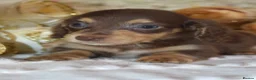 Miniature Dachshund dogs for sale: KC Long Coat Miniature Dachshund Puppies - Advert 17