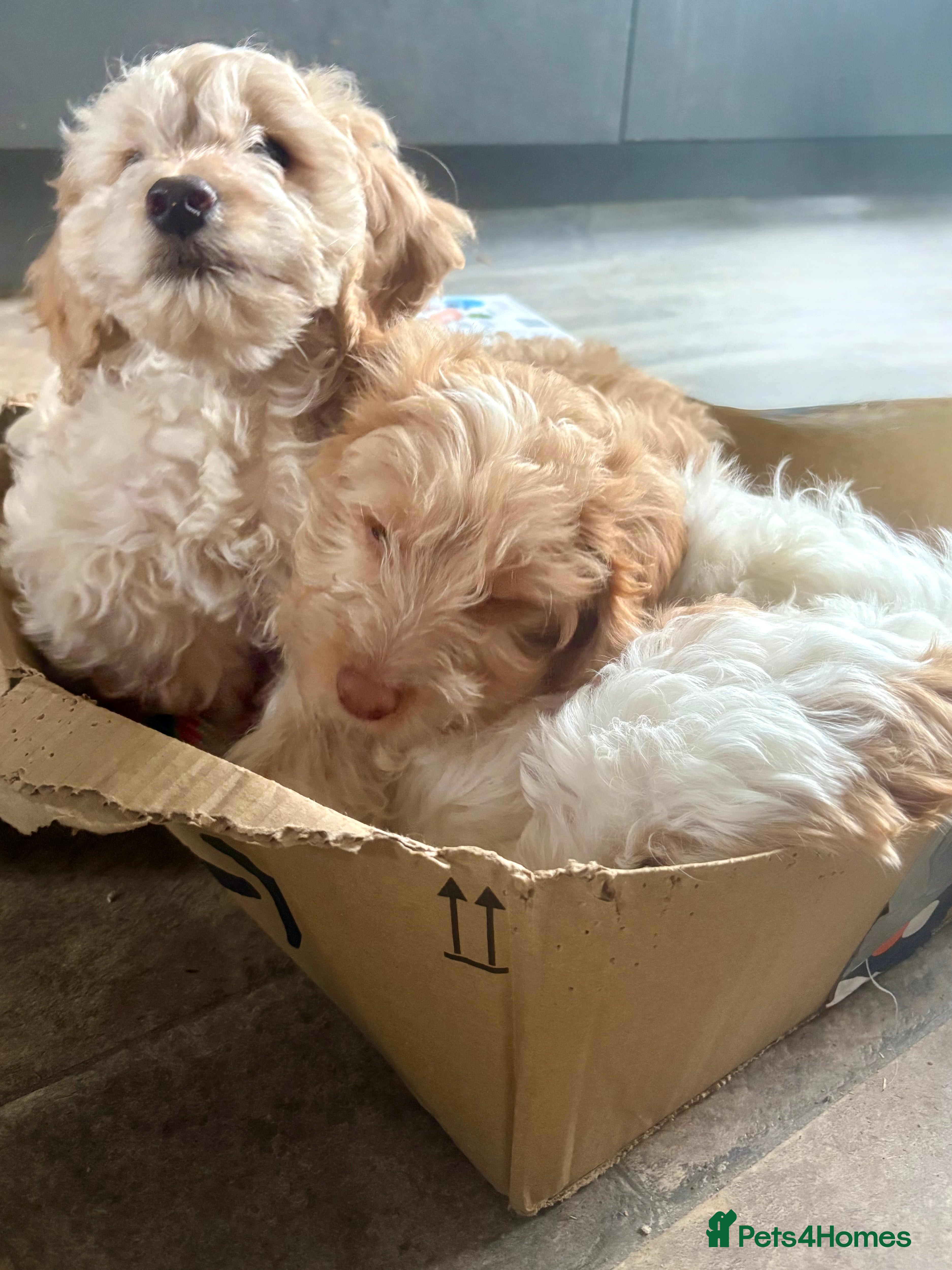 Cockapoo dogs LAST BITCH REMAINING! Pickle 💖 - Advert 18