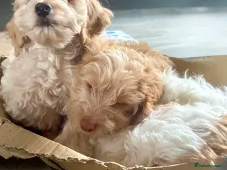 Cockapoo dogs LAST BITCH REMAINING! Pickle 💖 - Advert 18