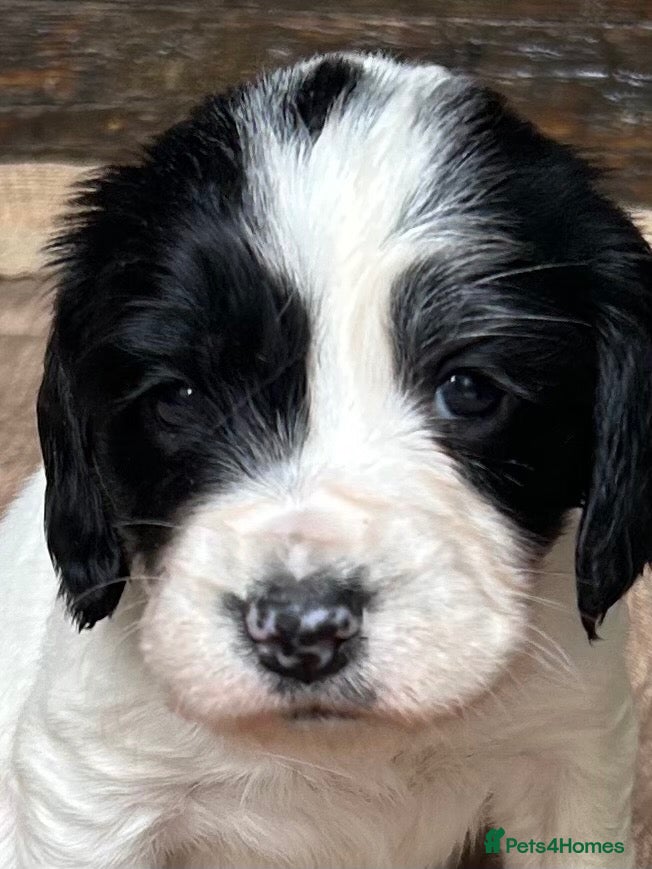English Springer Spaniel dogs Striking Traditional English Springer Spaniel pups - Advert 2