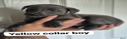 Whippet dogs for sale: Beautiful litter of Whippets - Advert 7