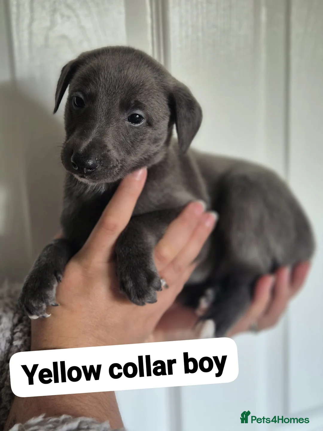 Whippet dogs for sale: Beautiful litter of Whippets - Advert 7