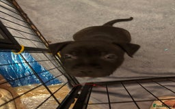 Staffordshire Bull Terrier dogs for sale: Staffordshire Bull Terrier puppies for sale  - Image 11