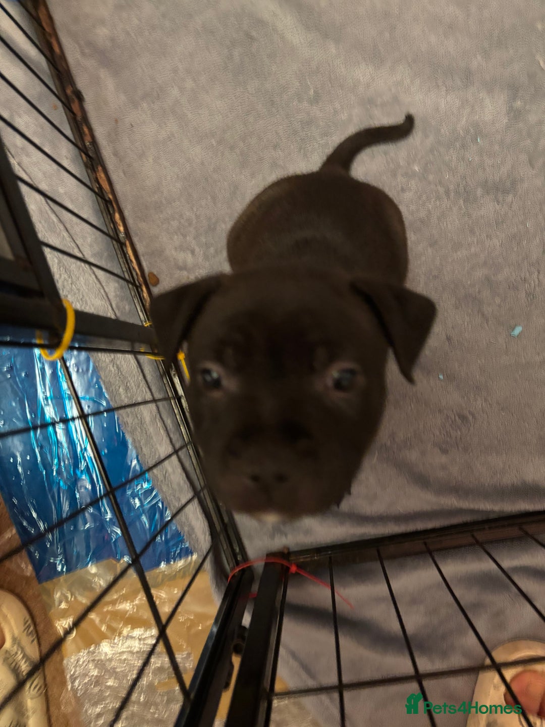 Staffordshire Bull Terrier dogs for sale: Staffordshire Bull Terrier puppies for sale  - Image 11