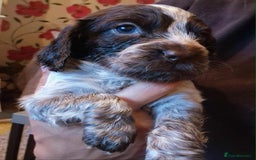 Cocker Spaniel dogs for sale: Stunning COCKER SPANIEL for sale - Image 6