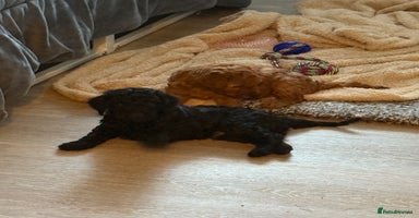 Labradoodle dogs - Advert 16
