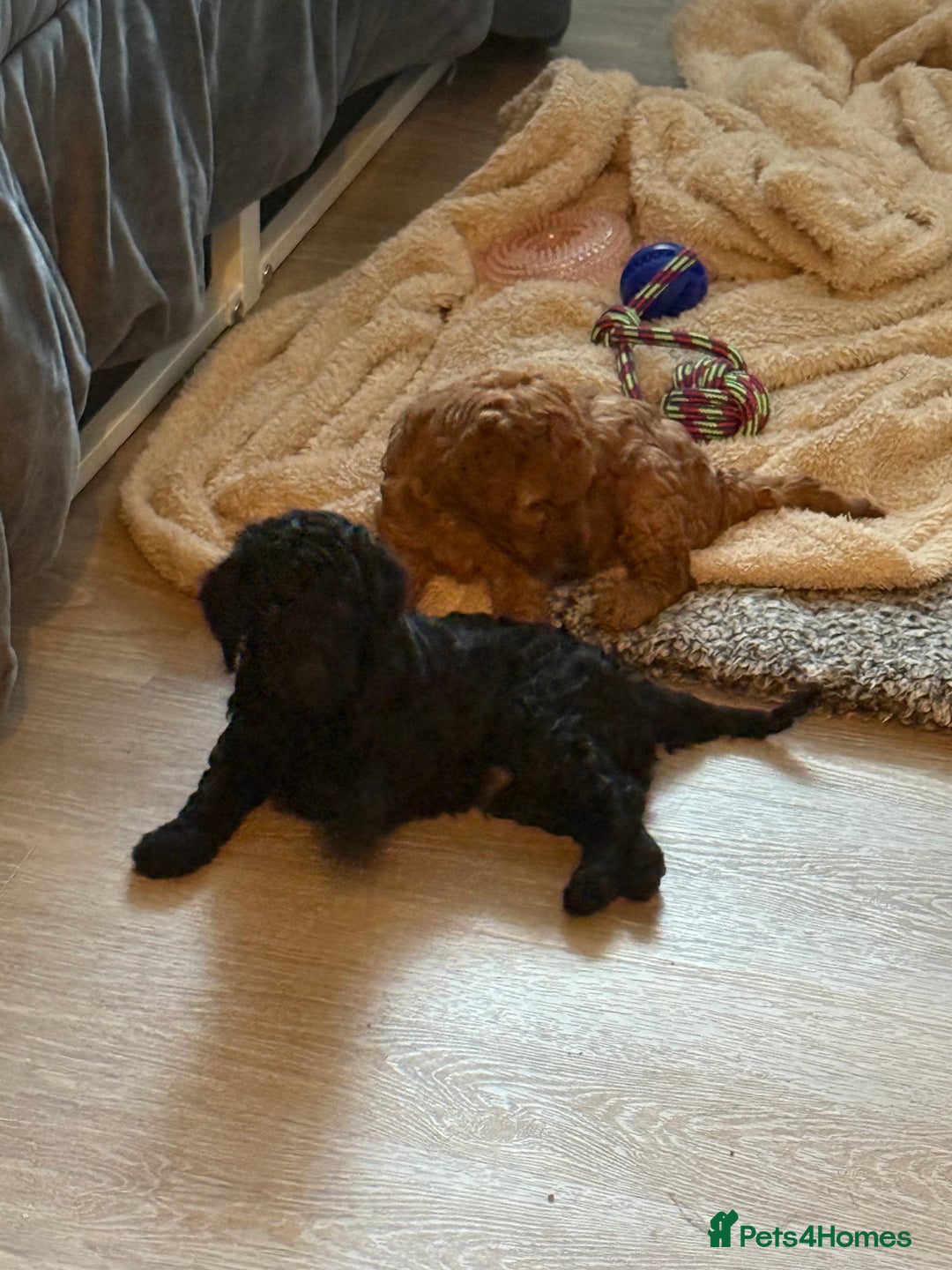 Labradoodle dogs for sale: Price reduced ready now Toy mini labradoodle f2bb  - Image 4