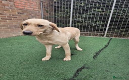 Labrador Retriever dogs for sale: Labrador Female for sale - Advert 1