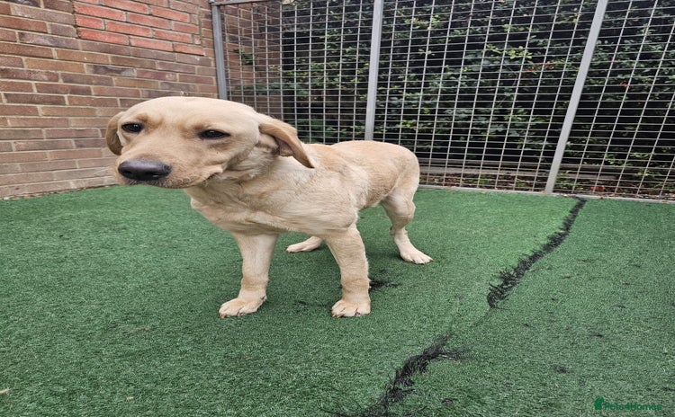 Labrador Retriever dogs Labrador Female for sale - Advert 1