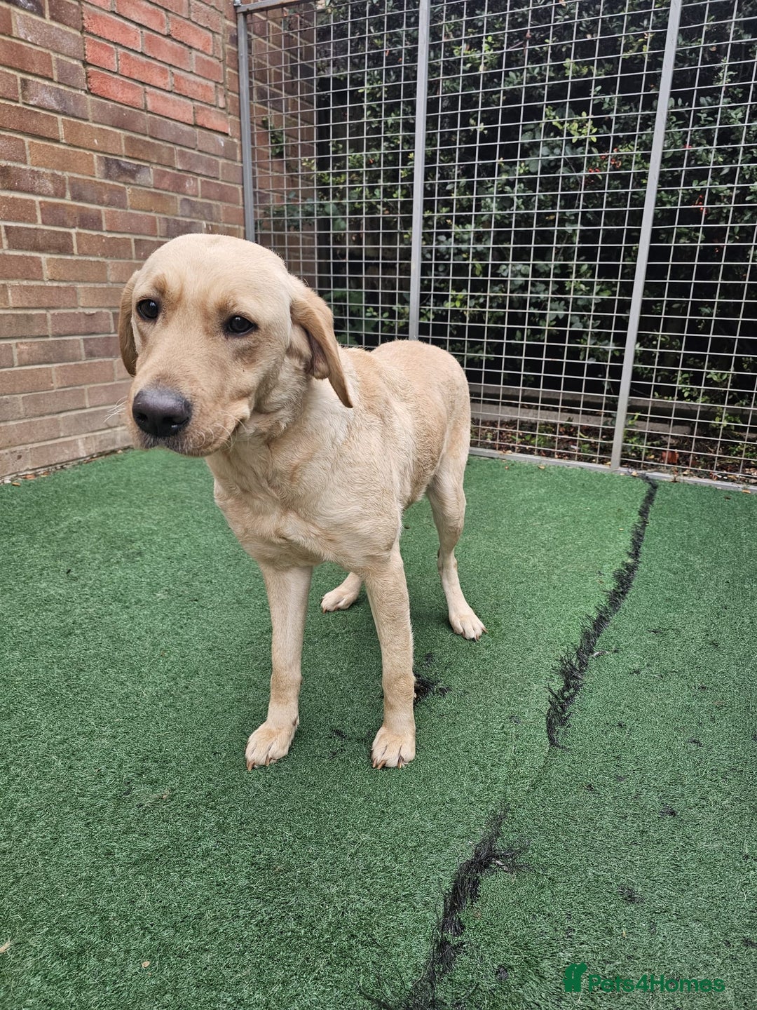 Labrador Retriever dogs for sale: Labrador Female for sale - Advert 1