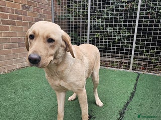 Labrador Retriever dogs Labrador Female for sale - Advert 1