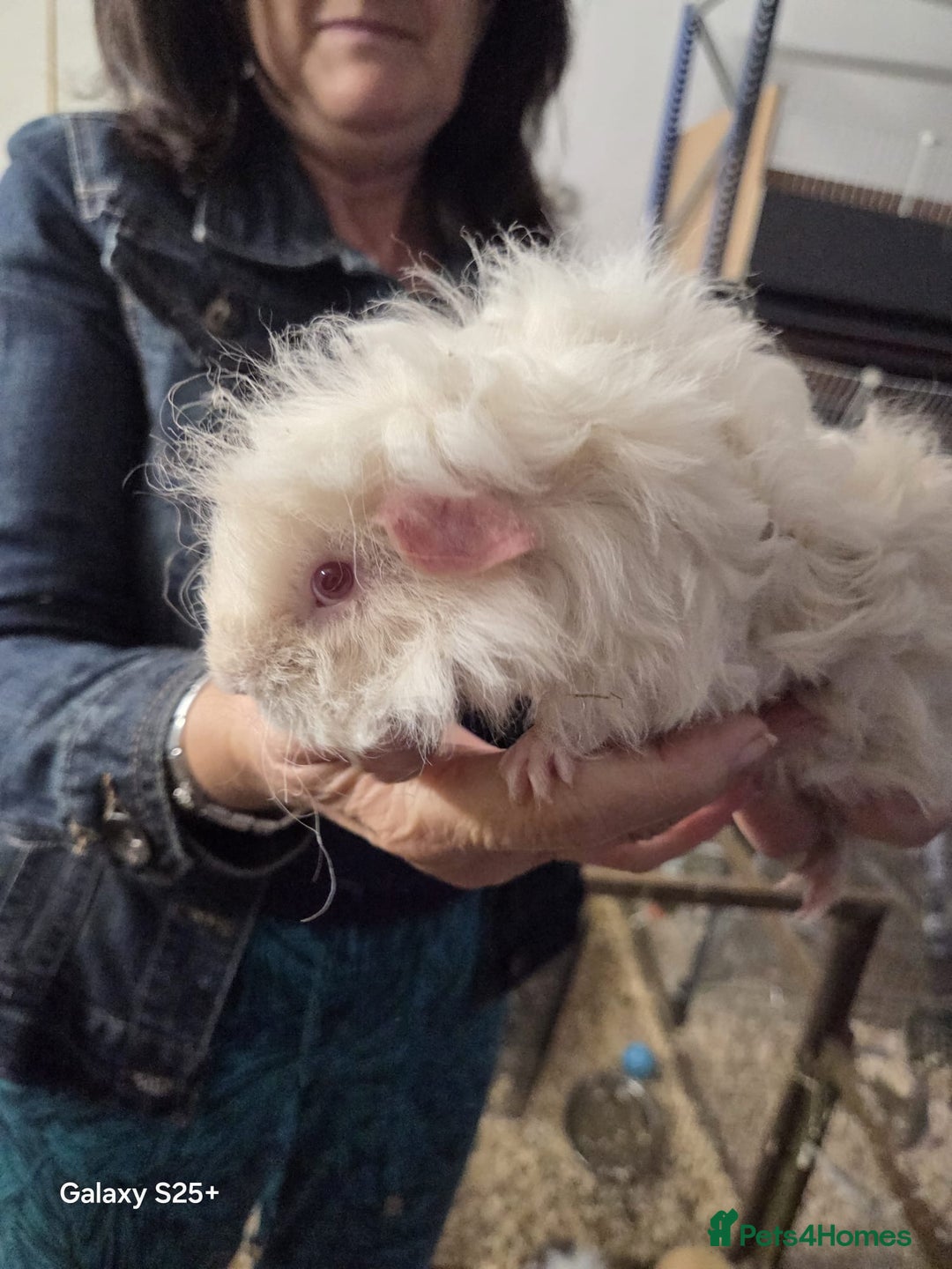 Guinea Pig rodents for sale: Lunkarya Guinea Pig Babies - Image 8