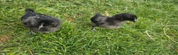 Chickens poultry for sale: Ayam Cemani Chicks  in Nuneaton - Advert 2
