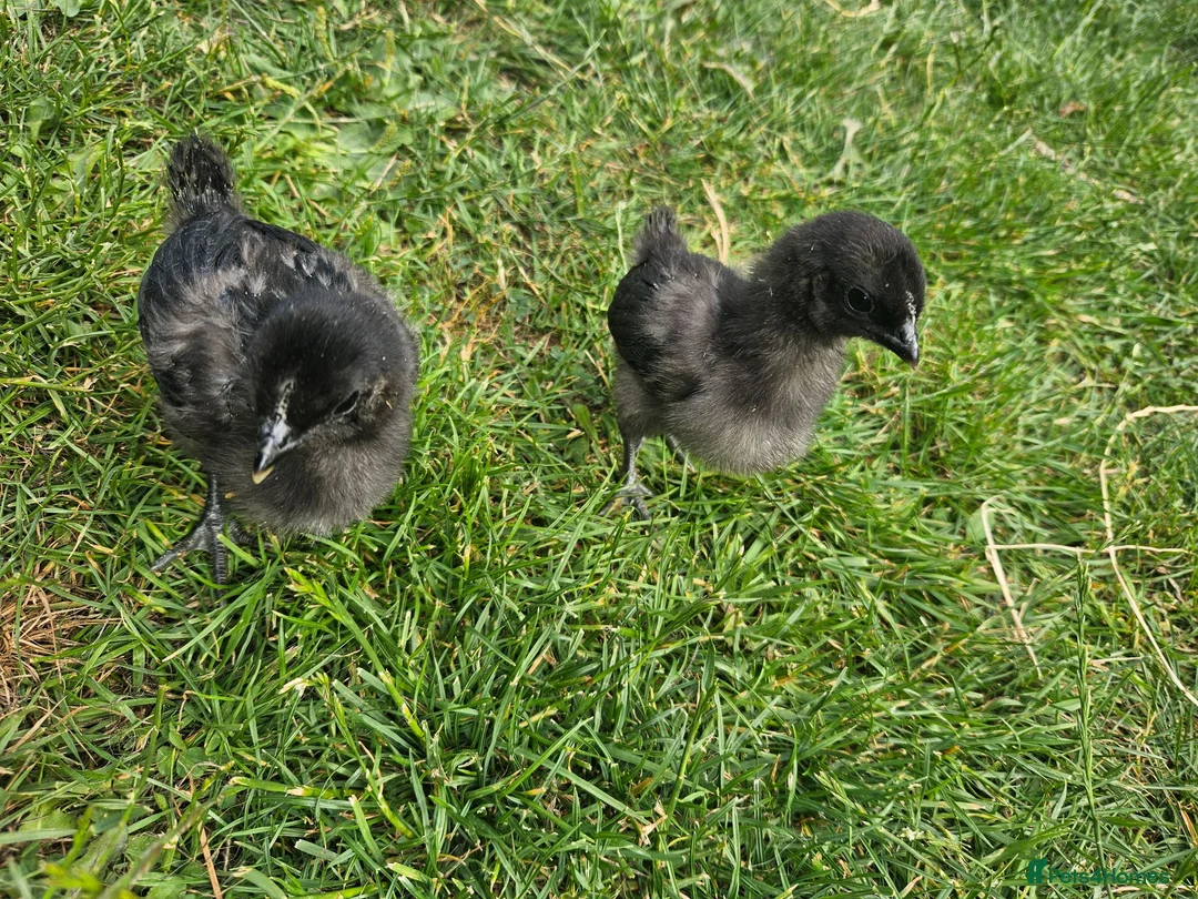 Chickens poultry for sale: Ayam Cemani Chicks  in Nuneaton - Advert 2