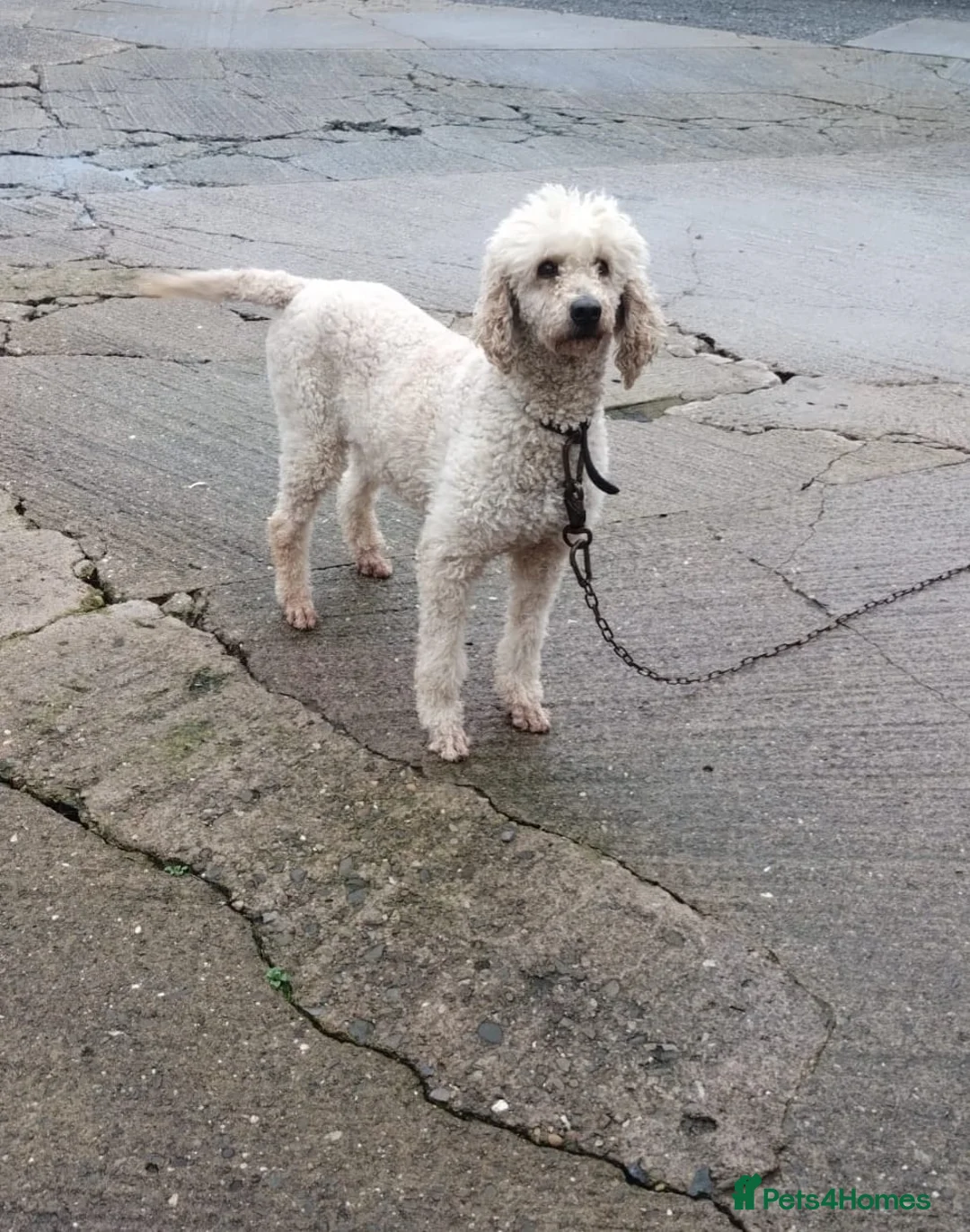 Standard Poodle dogs for sale: Gorgeous standard poodle. - Advert 3