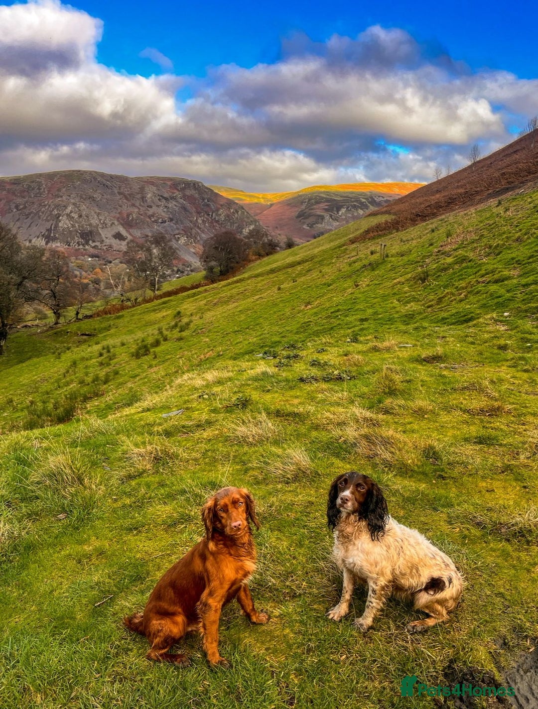 Sprocker dogs for sale: Gamekeeper breed sprockers - Advert 4