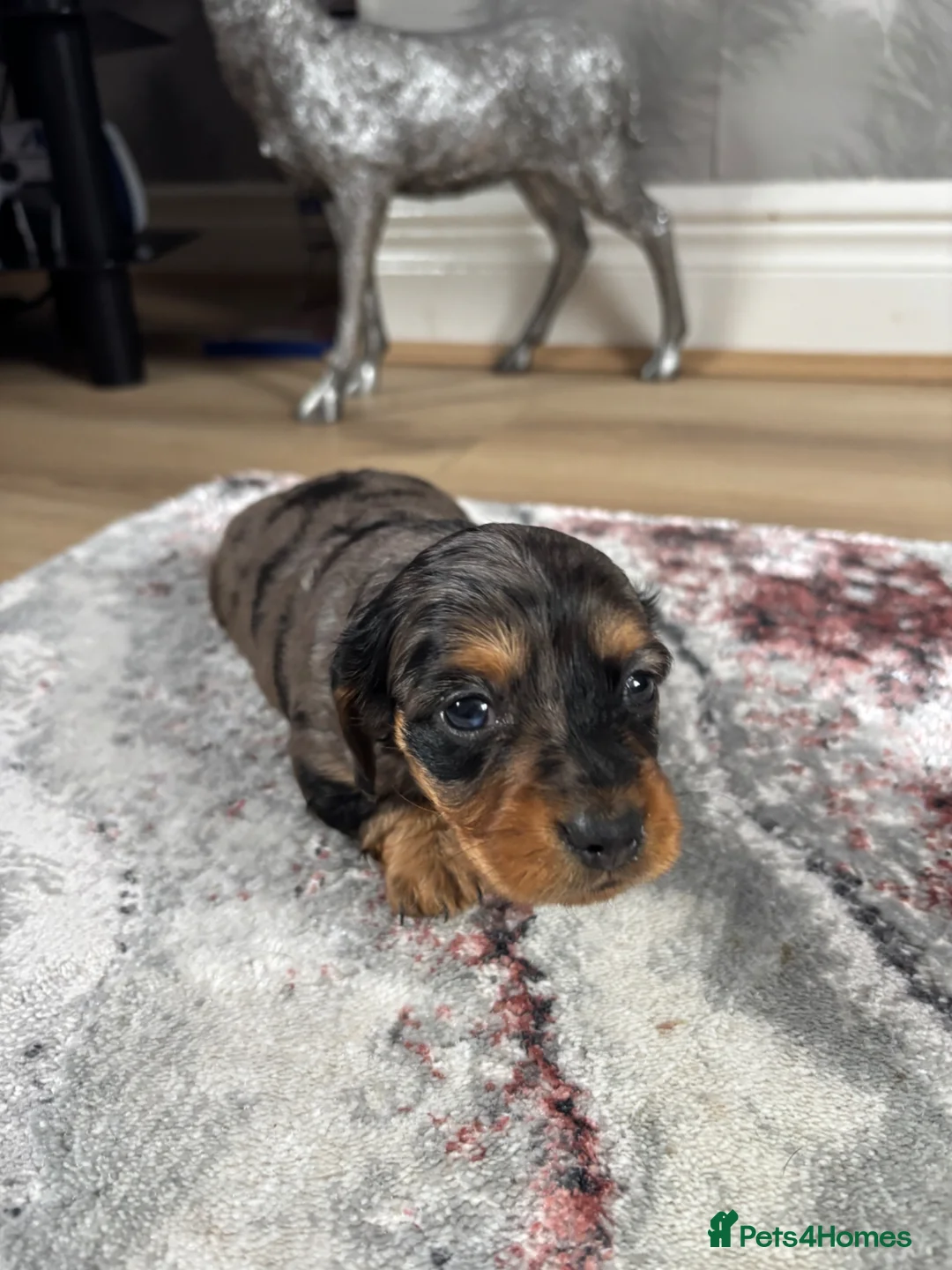 Dachshund dogs for sale: Dapple Miniature Dachshund - Advert 2