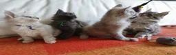 Maine Coon cats for sale: TICA REGISTERED GORGEOUS MAINE COONKITTENS - Advert 3