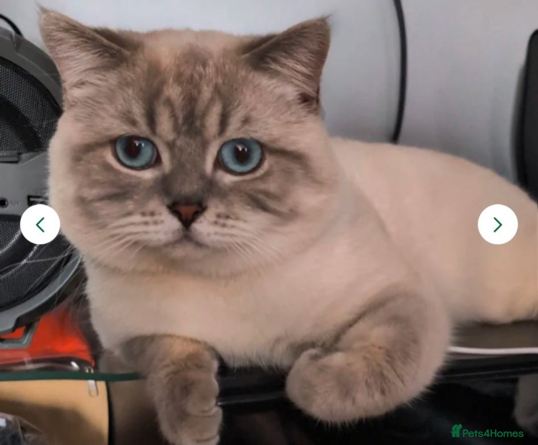 British Shorthair cats for sale: British shorthair kittens  - Image 12