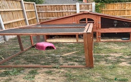 Guinea Pig rodents for sale: Two Male Guinea Pigs - FREE TO GOOD HOME - Image 3