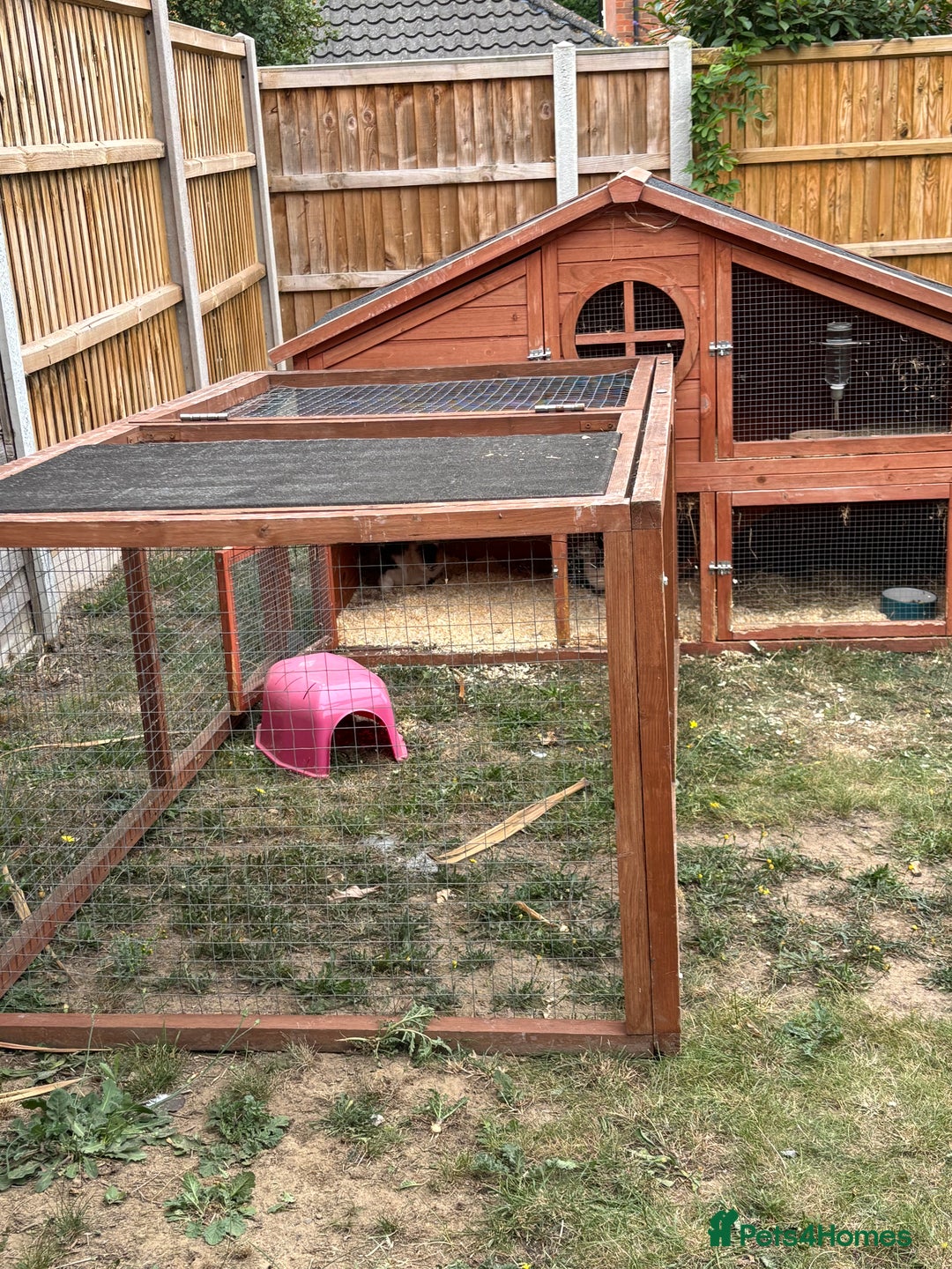 Guinea Pig rodents for sale: Two Male Guinea Pigs - FREE TO GOOD HOME - Image 3